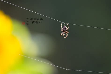 蜘蛛結網|蜘蛛結網:結網原因,結網方法,結網類型,片網,圓網,其他。